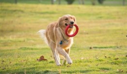 镇江宠物爆料事件最新情况,最新进展揭秘，真相逐渐浮出水面