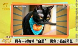 猫神被爆料黑历史视频,揭秘网络红人的真实面目