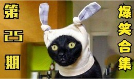 小猫有趣爆料视频下载大全,全网爆笑！小猫趣味爆料视频大合集