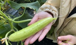 介休吃瓜最新事件爆料