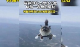 小猫有趣爆料视频下载大全,全网爆笑！小猫趣味爆料视频大合集