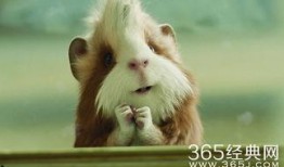 豚鼠电影1在线观看,一场惊心动魄的冒险之旅