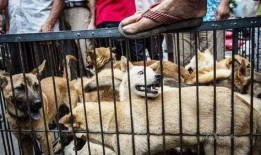 狗狗酋长爆料视频