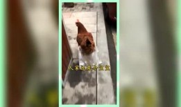 吃瓜群众的日常娱乐,揭秘娱乐圈幕后趣事