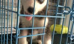 镇江宠物爆料事件最新情况,最新进展揭秘，真相逐渐浮出水面