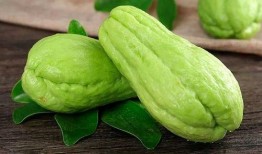 网红吃佛手瓜是真的吗知乎,揭秘网络热传的真实性