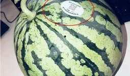 吃瓜知名 网红是谁,吃瓜群众热议的知名网红是谁？