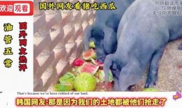 西瓜视频吃瓜猪娱乐,西瓜视频热门搞笑内容盘点