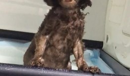 狗狗酋长爆料视频