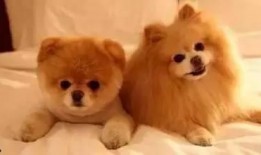 狗狗酋长爆料视频