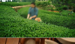 茶叶爆料视频大全下载安装,一网打尽茶叶界的秘密与传奇