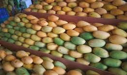 菲律宾芒果爆料视频大全,揭秘真实幕后故事