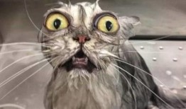 猫神被爆料黑历史视频,揭秘网络红人的真实面目