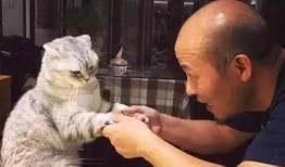 猫老四爆料爸爸视频,爸爸视频背后的温馨故事