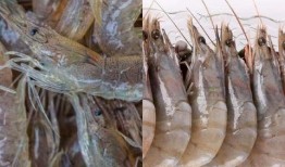 海虾养殖爆料视频大全集,揭秘视频大全集精华