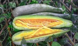 情侣网红吃瓜图片,甜蜜互动引网友热议