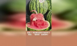 西瓜视频吃瓜猪娱乐,西瓜视频热门搞笑内容盘点