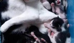 猫老四爆料爸爸视频,爸爸视频背后的温馨故事