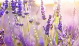 薰衣草香爆料怎么做视频,跟随薰衣草香爆料，探索视频制作奥秘