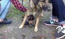 知名狗崽爆料视频大全集,揭秘娱乐圈幕后真相