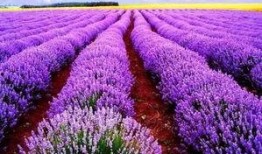 薰衣草香爆料怎么做视频,跟随薰衣草香爆料，探索视频制作奥秘