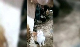 小猫有趣爆料视频下载大全,全网爆笑！小猫趣味爆料视频大合集