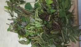 野菜生活爆料怎么做的视频