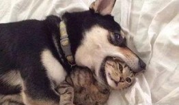 二狗爆料武神坛造假视频,武神坛造假视频曝光，揭秘游戏内幕真相