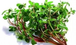 野菜生活爆料怎么做的视频