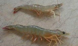 海虾养殖爆料视频大全集,揭秘视频大全集精华