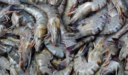 海虾养殖爆料视频大全集,揭秘视频大全集精华