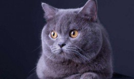 深圳猫租客最新爆料,揭秘租房市场的那些事儿