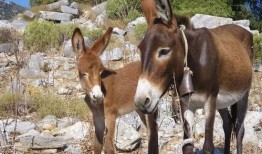 大驴爆料胜仔视频大全最新,胜仔视频大全精彩瞬间大盘点